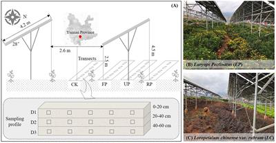 Soil bacterial community in a photovoltaic system adopted different survival strategies to cope with small-scale <mark class="highlighted">light stress</mark> under different vegetation restoration modes